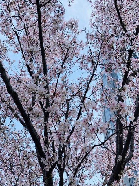 桜③.JPG